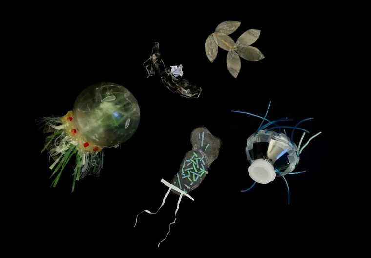 College Paul Langevin Zooplanctons