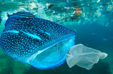 event image 1587029439 une planete sans plastique avec unu mondo