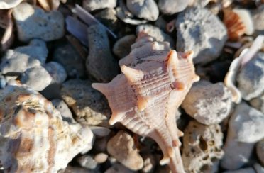 event image 1595499384 sortie terrain biolit remed zero plastique sur la plage des aresquiers a frontignan scaled