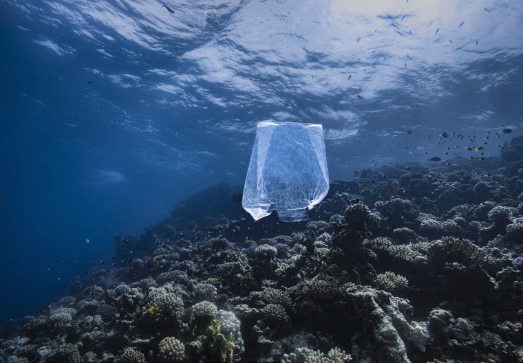 Photo Alexis Rosenfeld Sac Plastique light