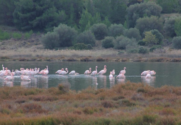 flamants light