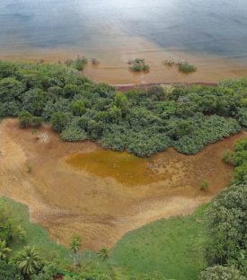 Mayotte mangrove projet 9  1024x682