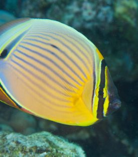 poisson papillon chaetodon trifasciatus CHAETOFONTIDAE photo JB 8 1024x683