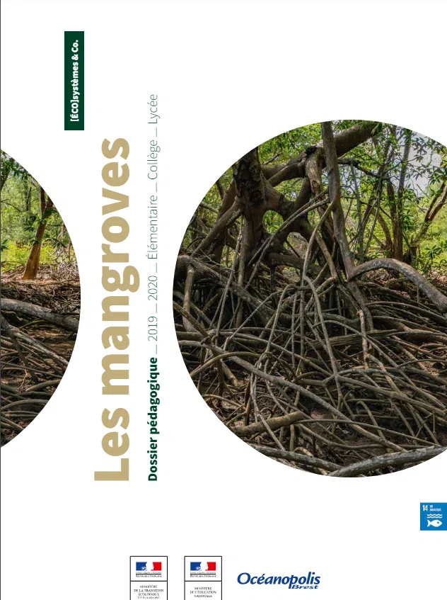 dossier mangroves