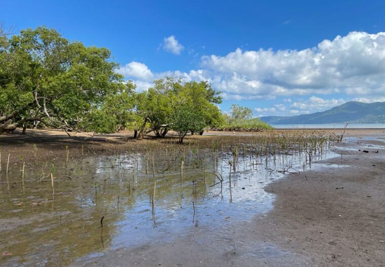 Mayotte plantation en pourtour du front derosion2 1