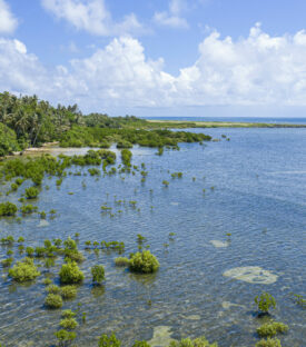 HO-UT Drone mangrove Koé(1)