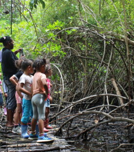 Ho-Ut Visite sentier mangrove école du village de Touho(1)