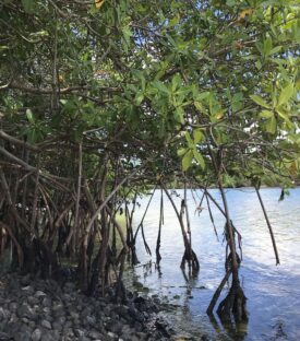 Mangroves Martinique-roots-of-the-sea(3)