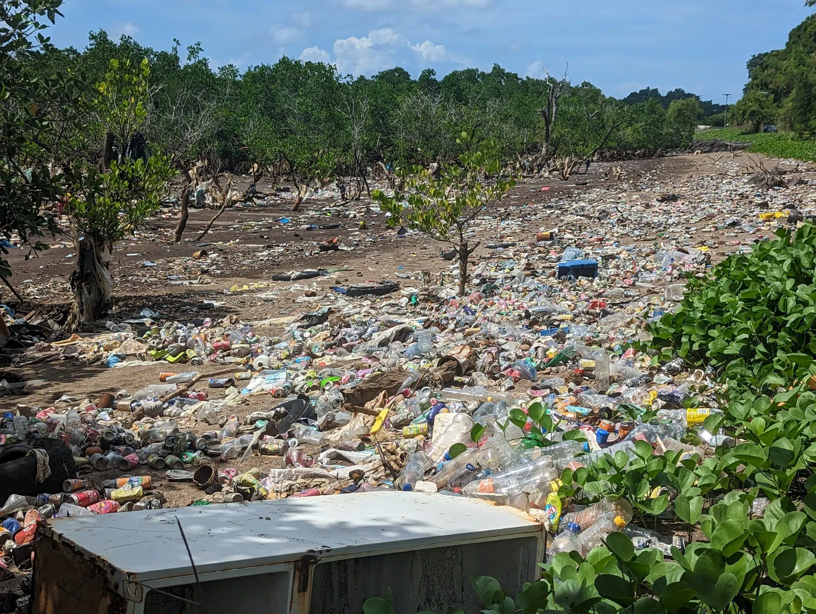 Mangrove-de-Majicavo-Koropa-Michel-Charpentier.jpg