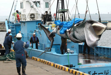 Japan resumes commercial whaling