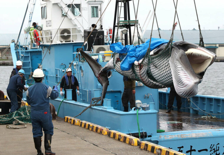 Japan resumes commercial whaling