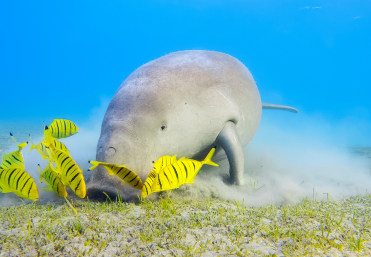 dugong