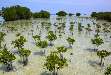 mangrove