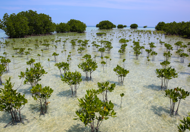 mangrove