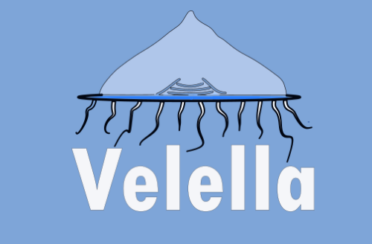 Icone-Velella