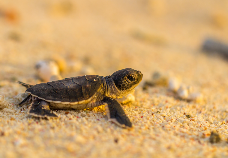 tortue marine